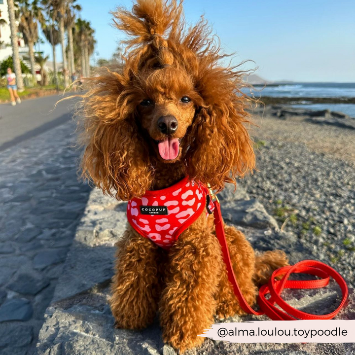 A toy poodle with curly, reddish fur sits on a stone path near a beach, wearing a Red & Pink Leopard Adjustable Neck Harness from Cocopup London. The dog's mouth is open, tongue out, and it looks happy. Trees and buildings are visible in the background. Text on image: @alma.loulou.toypoodle.