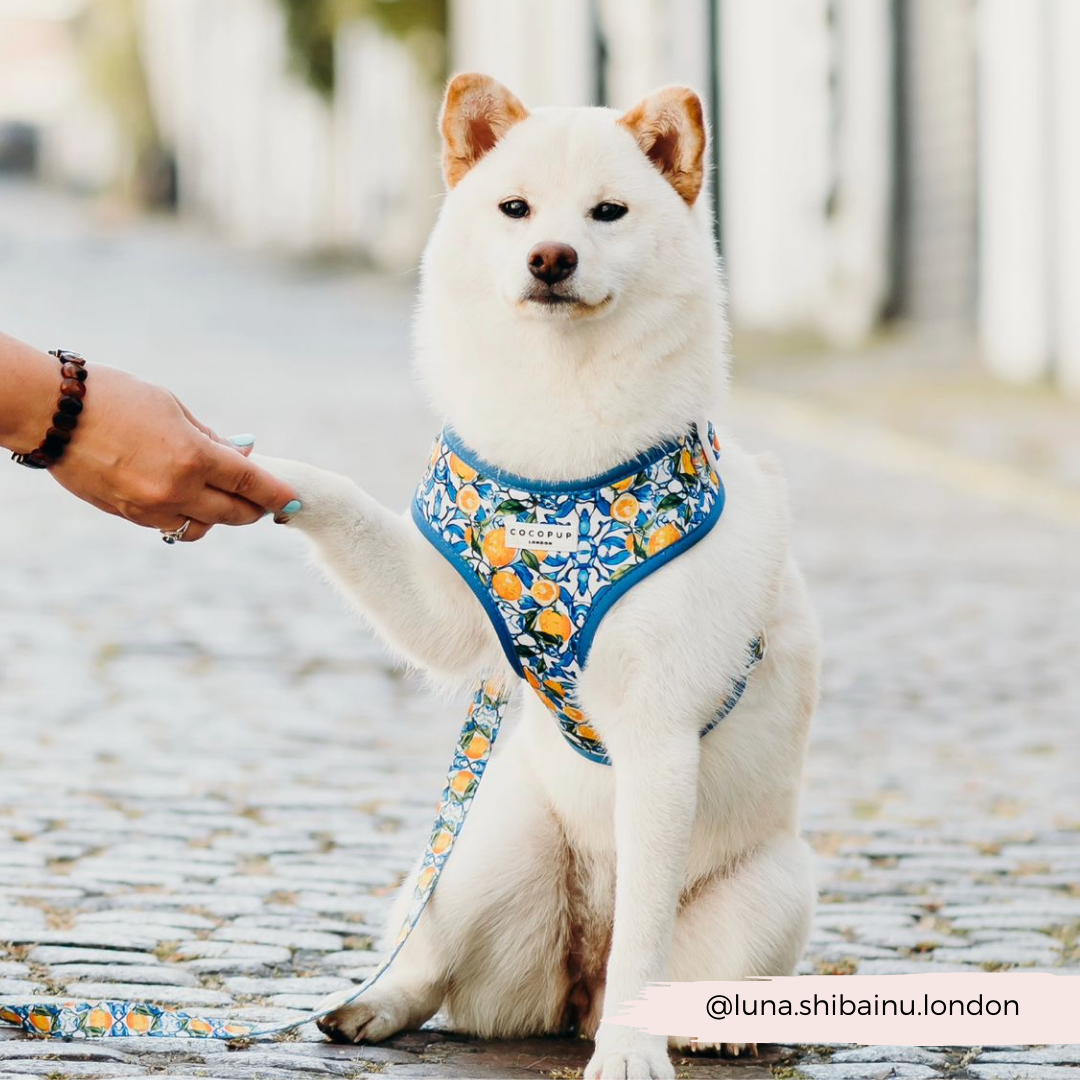 Amalfi Lemon Adjustable Neck Harness, Lead & Collar Bundle