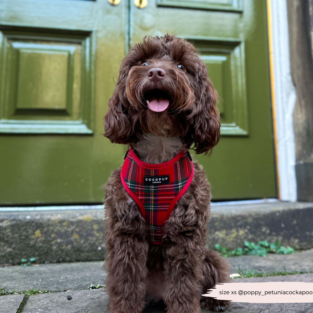 Tartan Adjustable Neck Harness, Lead & Collar Bundle