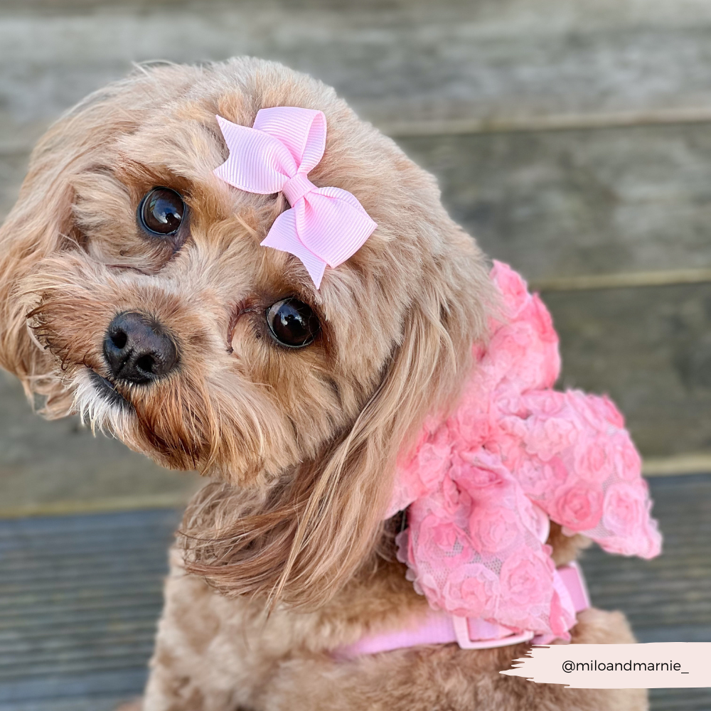 Peony Pup Sailor Bow Tie