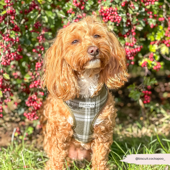 Olive Check Adjustable Neck HARNESS