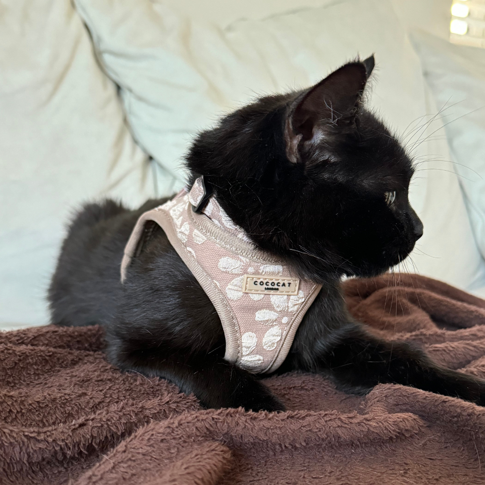 Cat Harness, Lead and Collar Bundle - Mocha Flower