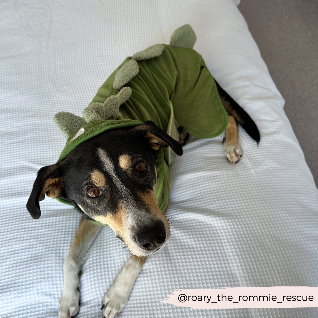 A dog wearing a green dinosaur costume lies on a bed with a white quilt. With large, inquisitive eyes, the dog looks at the camera, looking cozy enough for an afternoon nap in its PRE-ORDER Dinopup Drying Robe by Cocopup London. The Instagram handle "@roary_the_rommie_rescue" is visible in the bottom right corner.