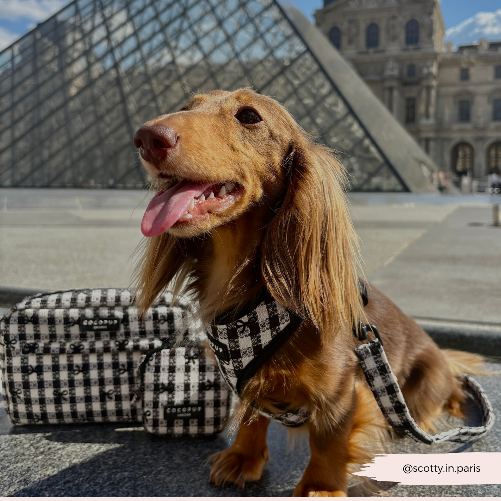 Pup in Paris Adjustable Neck HARNESS