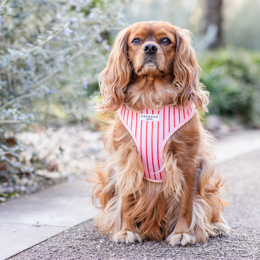 Candy Stripe Adjustable Neck HARNESS