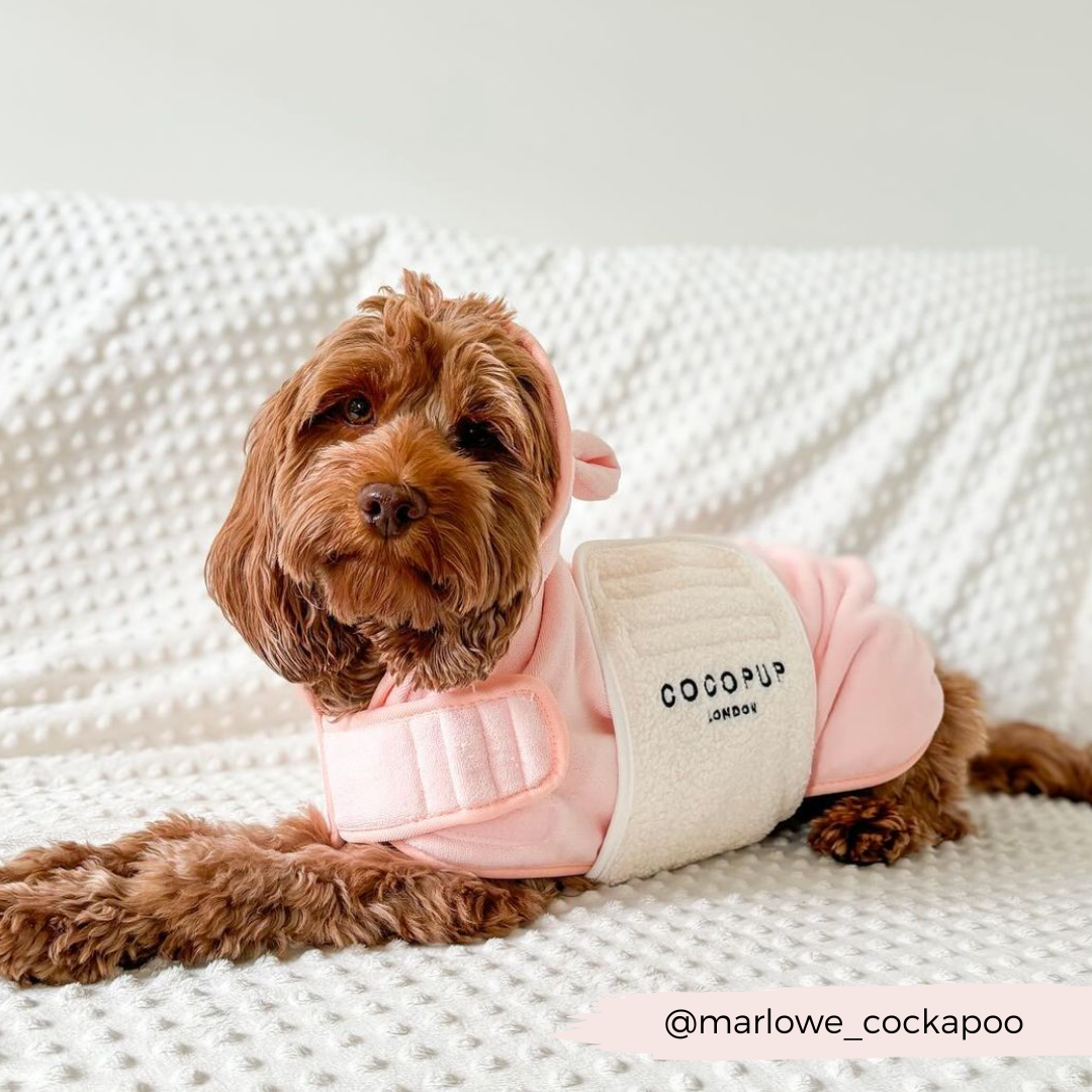 A brown dog wearing a soft pink hoodie with "COCOPUP LONDON" on the back is lying on a white textured blanket. Beside him, a PRE-ORDER Pupicorn Drying Robe made from premium microfiber from Cocopup London sits ready for use. The Instagram handle "@marlowe_cockapoo" is displayed in the bottom right corner.