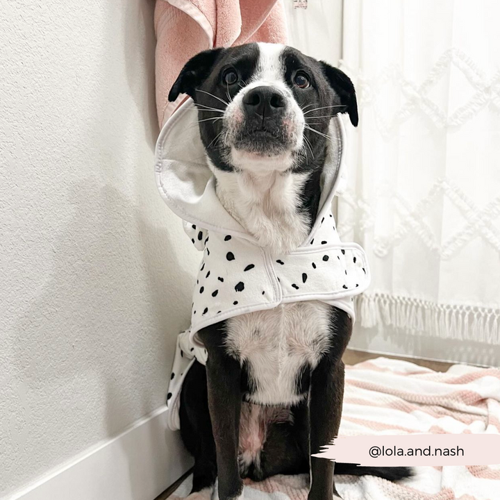 Dalmatian Drying Robe