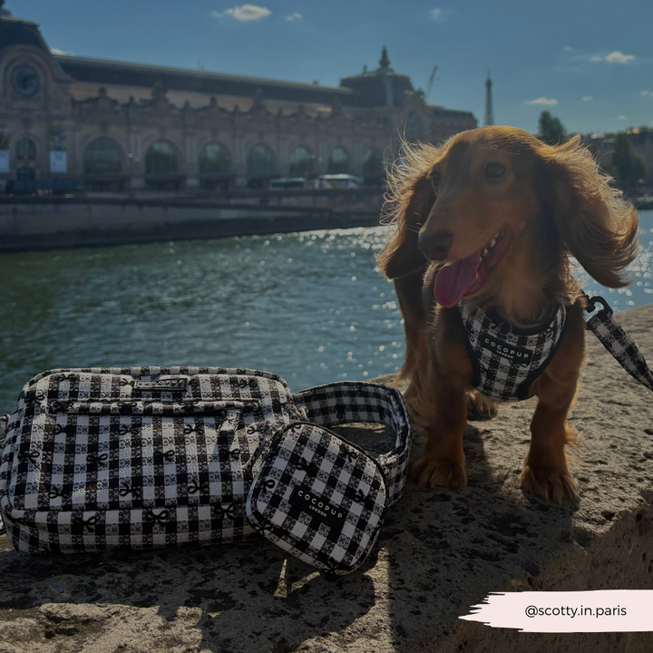 Pup in Paris Adjustable Neck HARNESS