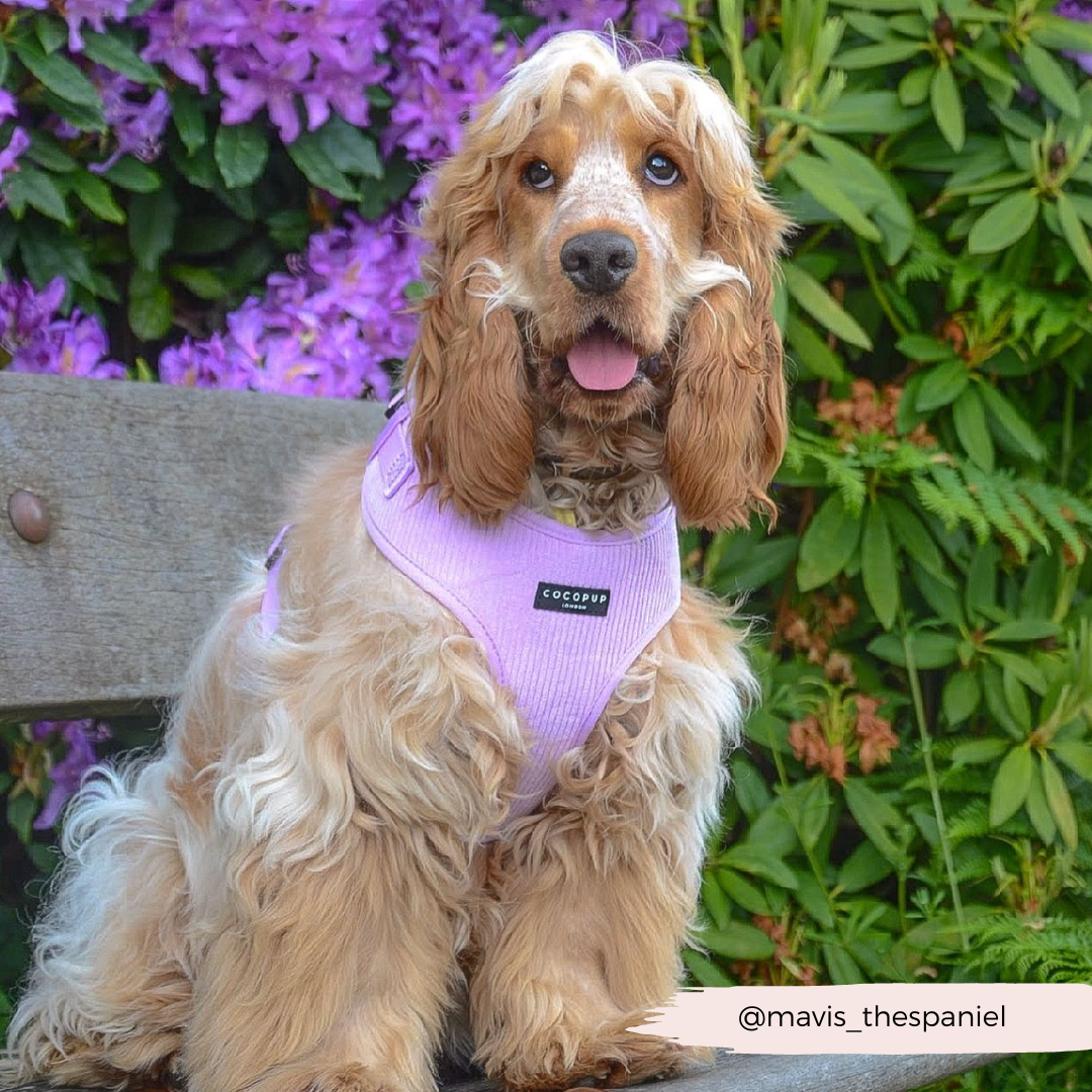 Lilac Cord Adjustable Neck Harness, Lead & Collar Bundle