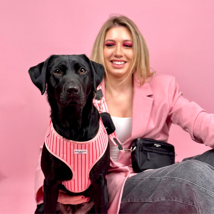 Candy Stripe Adjustable Neck Harness, Lead & Collar Bundle