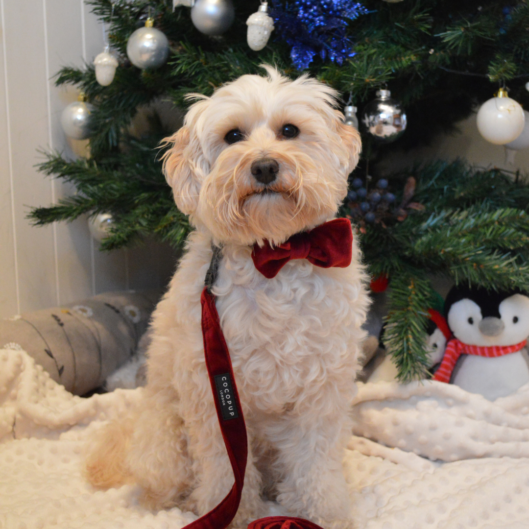 Luxe Velvet Lead - Berry Red