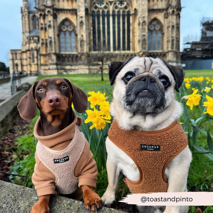 A brown dachshund and a pug wearing matching brown pieces from the Teddy Paddington Adjustable Neck Harness, Lead & Collar Bundle by Cocopup London sit in front of a historic building with daffodils in the background. The dachshund has curious eyes while the pug looks content. Instagram handle @toastandpinto is displayed in the lower right corner.