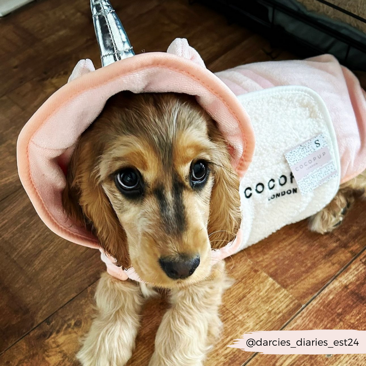 A small dog with long ears is dressed in the PRE-ORDER Pupicorn Drying Robe, a pink unicorn-inspired outfit complete with a horn on its head. The dog gazes up at the camera with big, dark eyes. A tag on the costume reads "Cocopup London." The Instagram handle @darcies_diaries_est24 is visible in the corner.