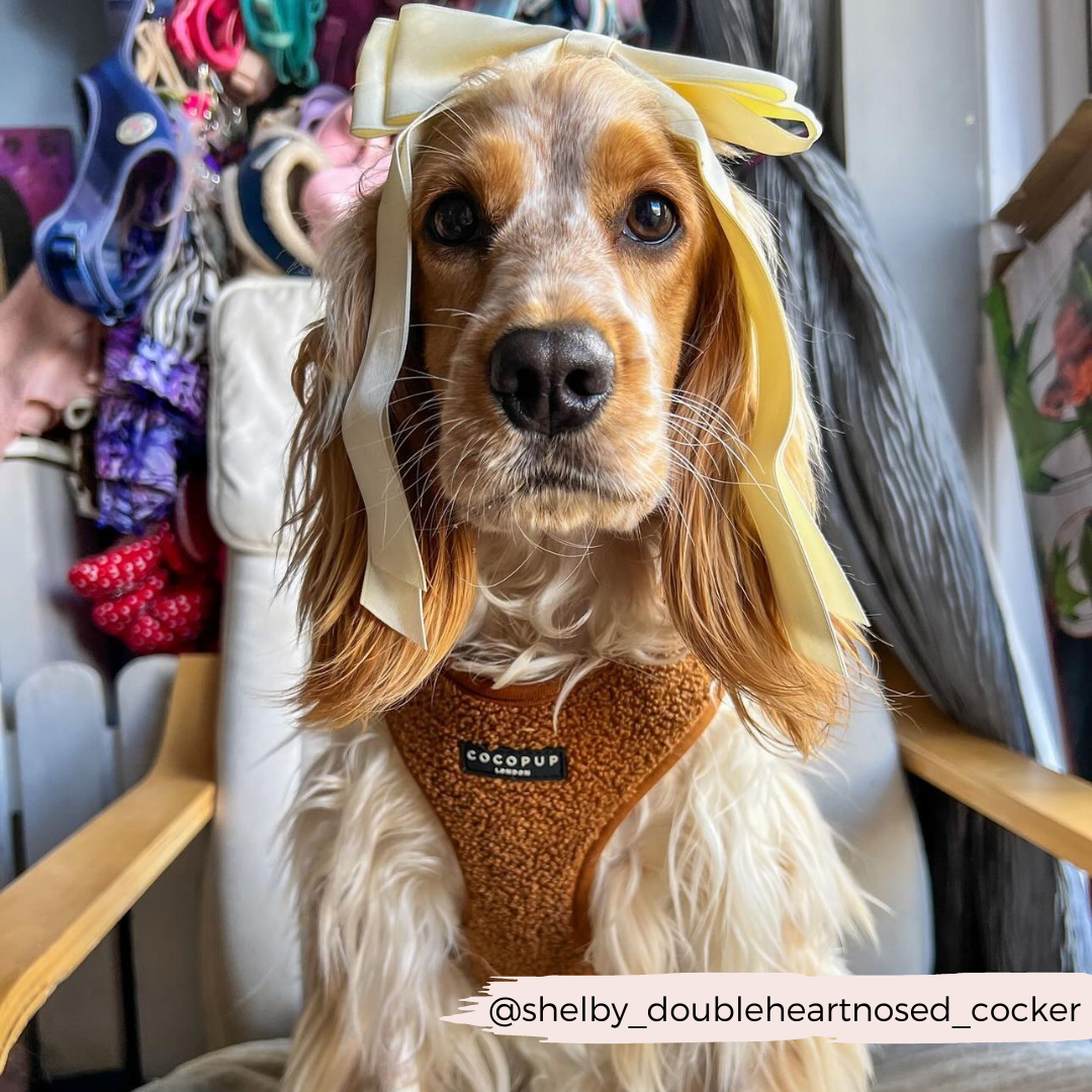 A Cocker Spaniel with light brown fur and a white snout sits on a chair, wearing the Teddy Paddington Adjustable Neck Harness from Cocopup London. The dog has a large yellow ribbon tied around its head. In the background, various dog leashes and accessories are visible. Instagram handle: @shelby_doubleheartnosed_cocker.