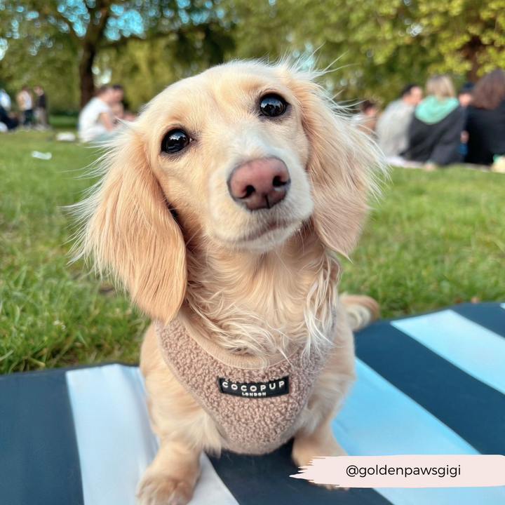 Teddy Adjustable Neck Harness - Rupert