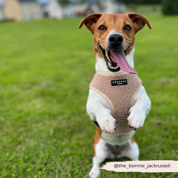 Teddy Adjustable Neck Harness - Rupert