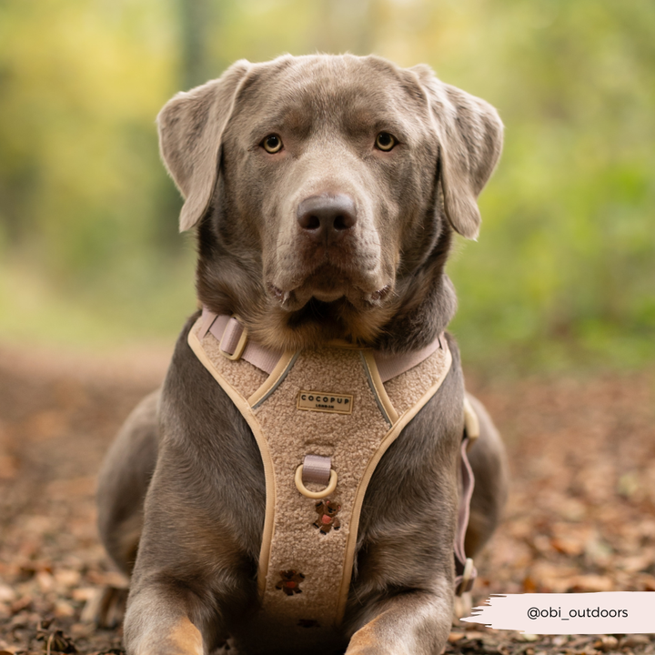 Explore Harness - Theo Embroidered Teddy