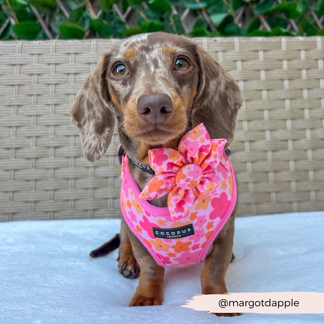 Summer Bloom Collar Flower