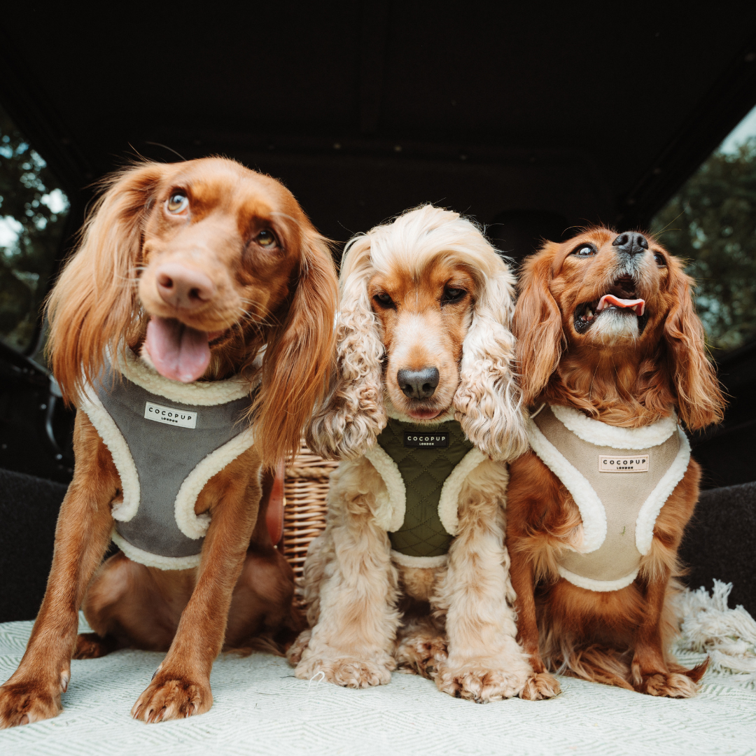 Khaki Quilted Adjustable Neck Harness, Lead & Collar Bundle