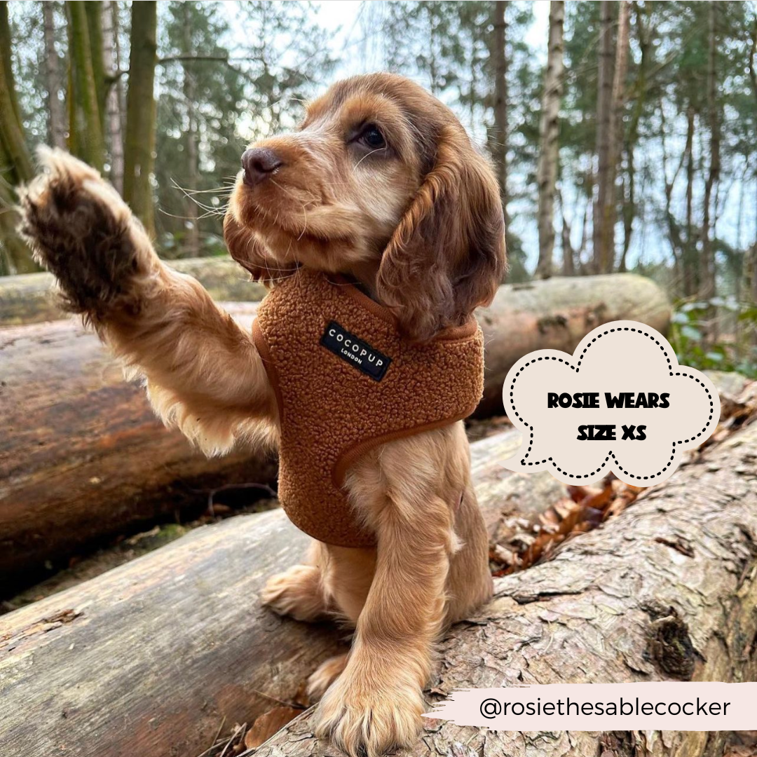 A small brown dog wearing a brown Teddy Paddington Adjustable Neck Harness, Lead & Collar Bundle from Cocopup London sits on a fallen log in a forest, with its paw raised. There is a speech bubble that says "ROSIE WEARS SIZE XS" and the social media handle "@rosiethesablecocker" at the bottom right.