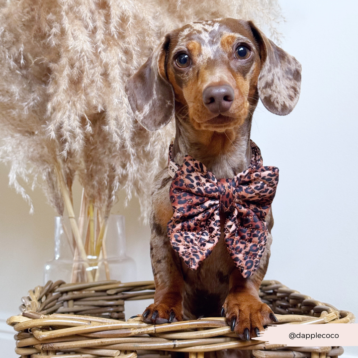 Quilted Leopard Pup Sailor Bow Tie