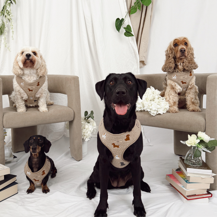 Ralph & Friends Mocha Teddy Adjustable Neck HARNESS