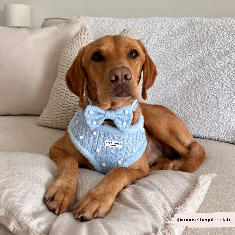 Snowpaws Adjustable Neck Harness, Lead & Collar Bundle