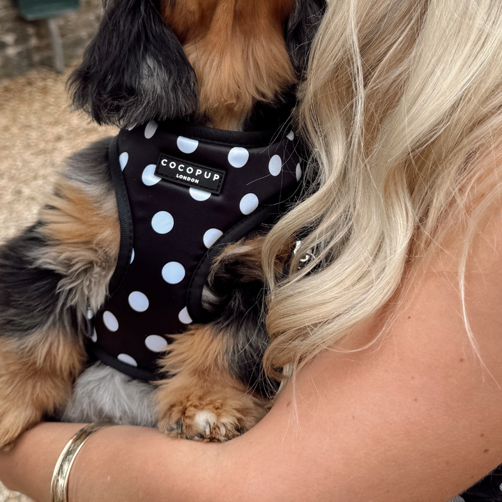 Satin Polka Dot Adjustable Neck Harness, Lead & Collar Bundle