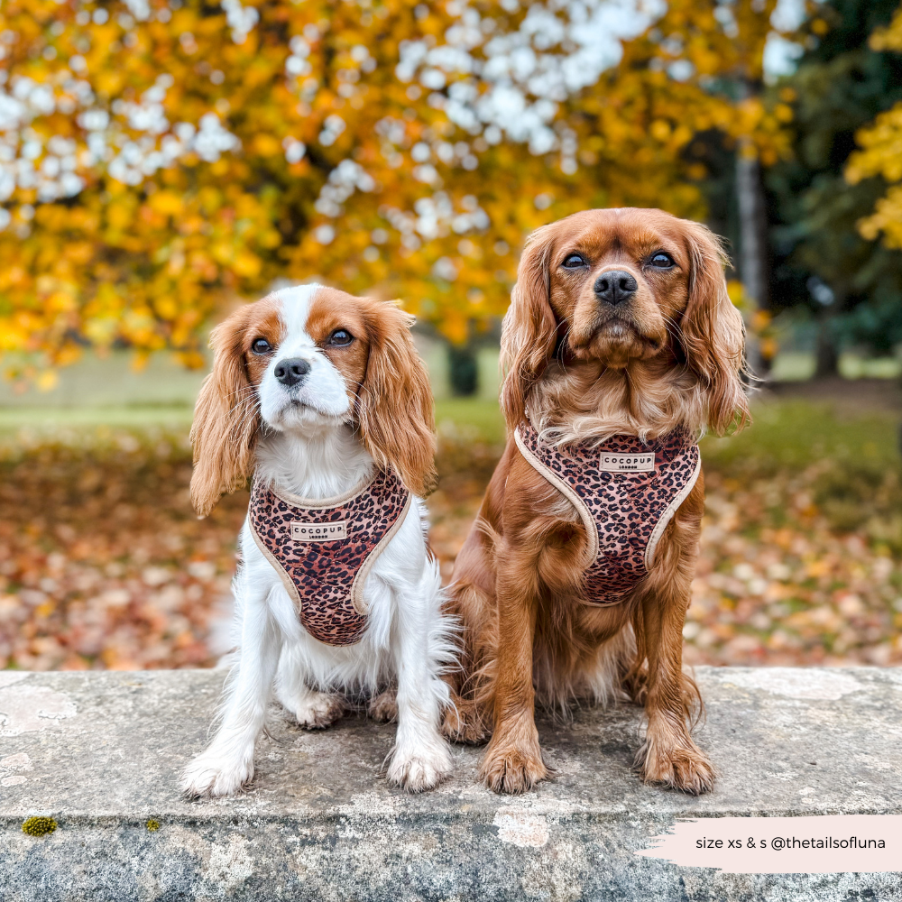 Quilted Leopard Pup Adjustable Neck Harness, Lead & Collar Bundle