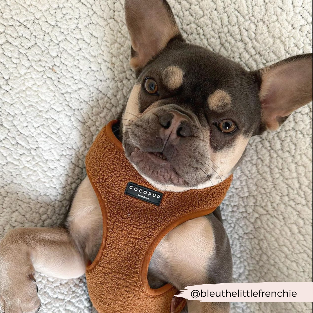 A French Bulldog lies on its back on a plush light-colored carpet. The dog wears a Teddy Paddington Adjustable Neck Harness made of neoprene material from Cocopup London and looks directly at the camera with its ears perked up. The Instagram handle @bleuthelittlefrenchie is written in the bottom right corner.