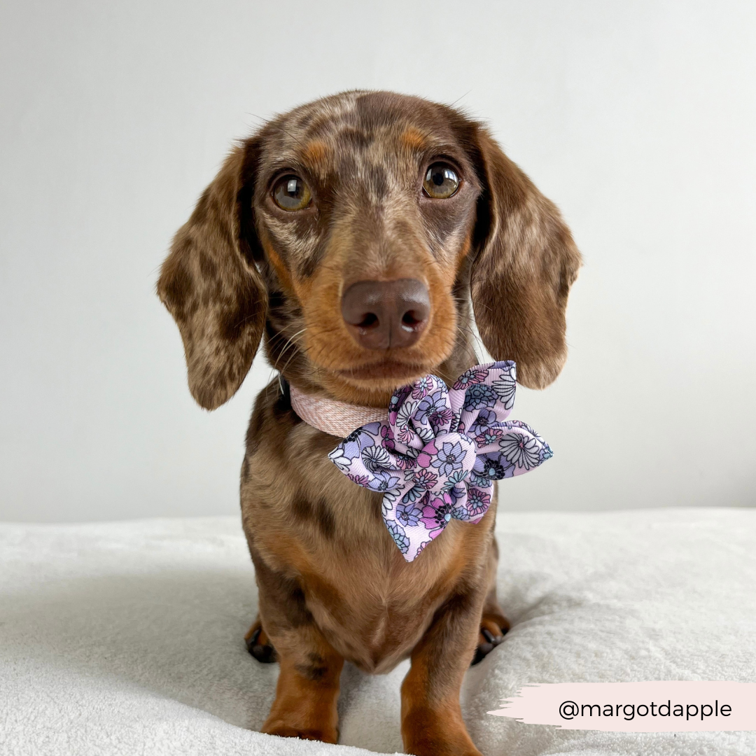 Pastel Flowers Collar Flower