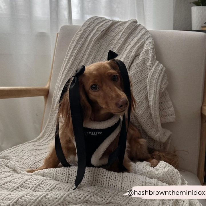 A brown Dachshund is sitting on a cream-colored knit blanket draped over a wooden chair. The dog is wearing the Black Aviator Adjustable Neck Harness, Lead & Collar Bundle from Cocopup London and has two black ribbons on its head, mimicking ears. The background shows a light-colored curtain, and a portion of a potted plant is visible.

Photo credit: @hashbrowntheminidox.