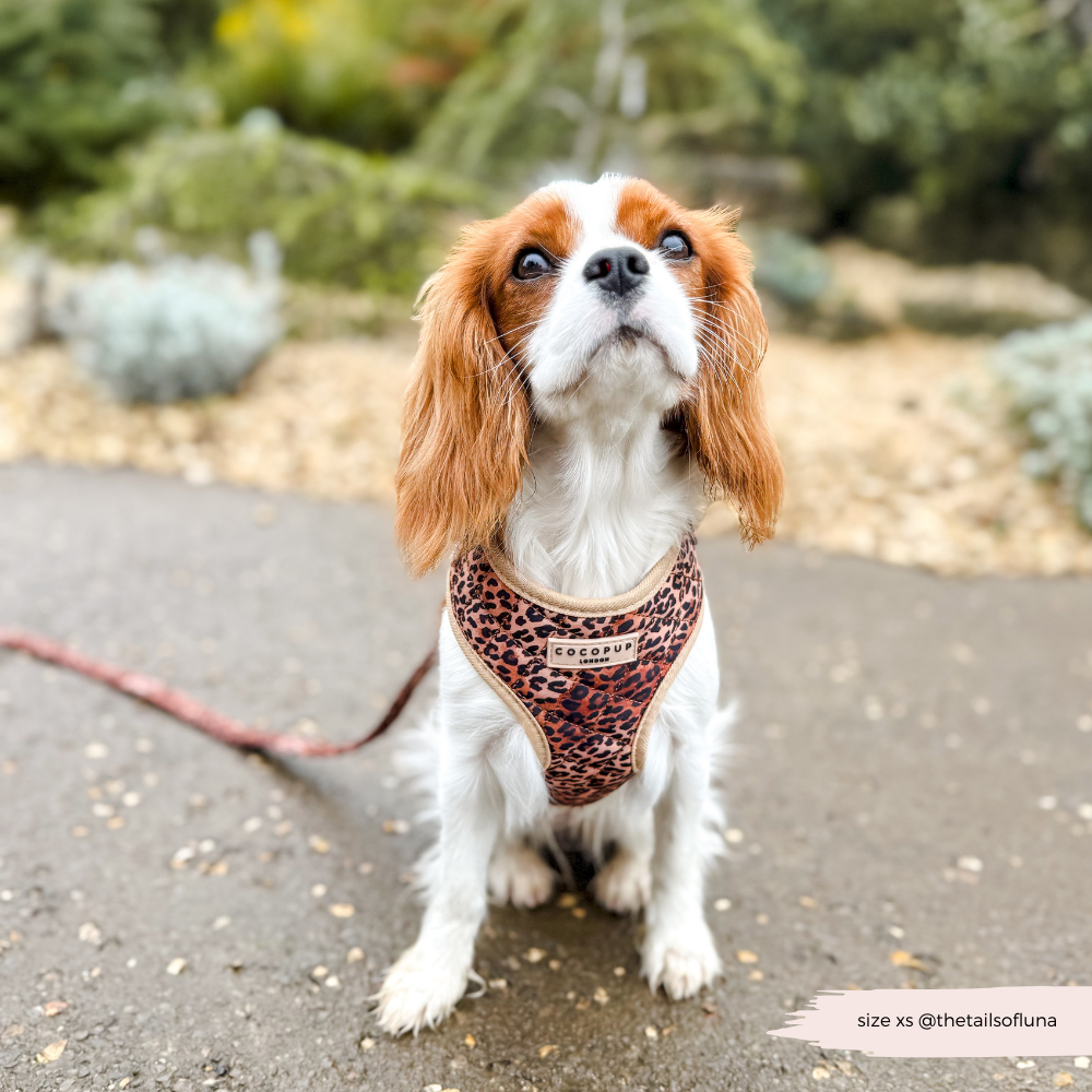 Quilted Leopard Pup Adjustable Neck Harness, Lead & Collar Bundle