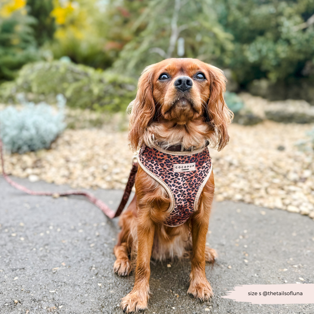 Quilted Leopard Pup Adjustable Neck Harness, Lead & Collar Bundle