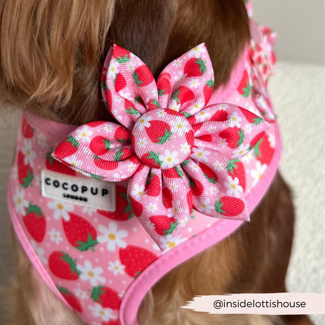 Pupberry Fields Collar Flower