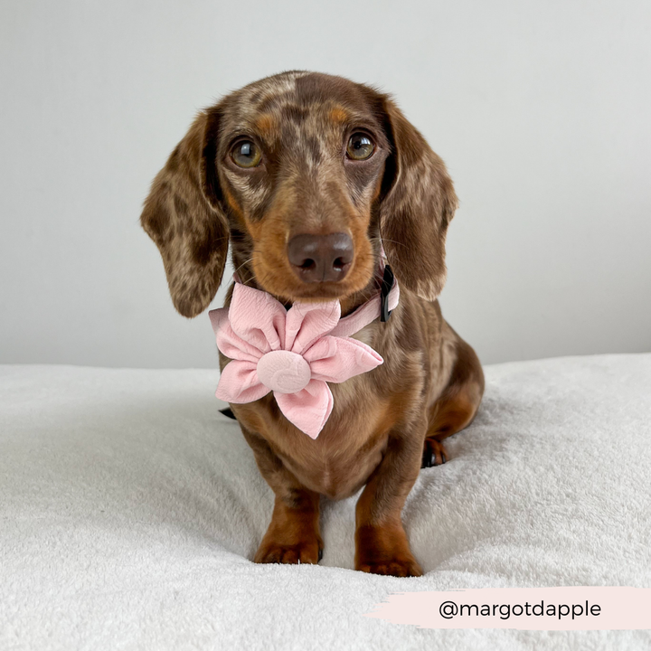 LUXE Baby Pink Heart Collar Flower