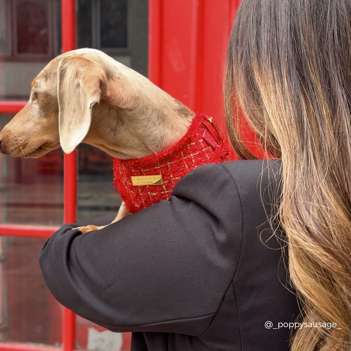 Red Textured Tweed Adjustable Neck Harness, Lead & Collar Bundle