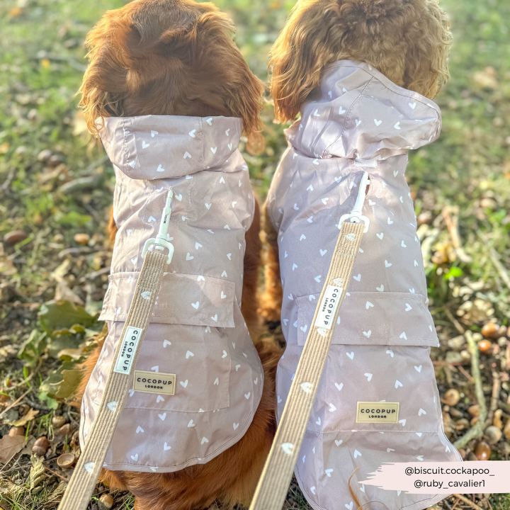 Dog Raincoat - Chai Hearts