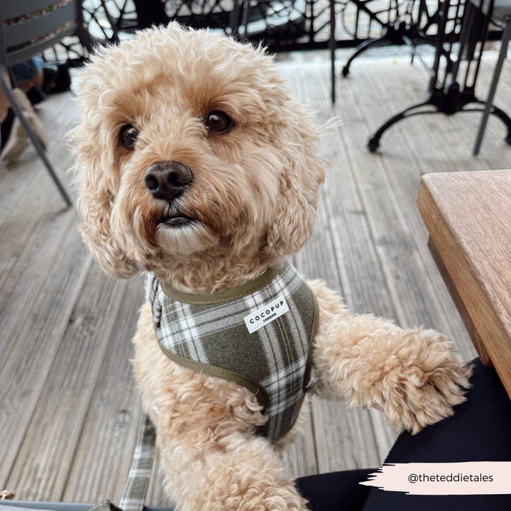 Olive Check Adjustable Neck HARNESS