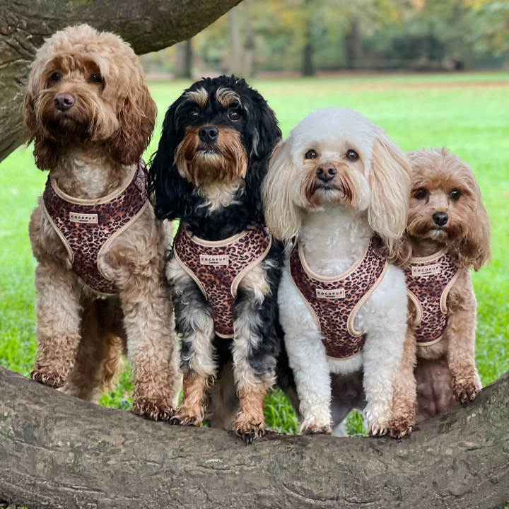 Quilted Leopard Pup Adjustable Neck Harness, Lead & Collar Bundle