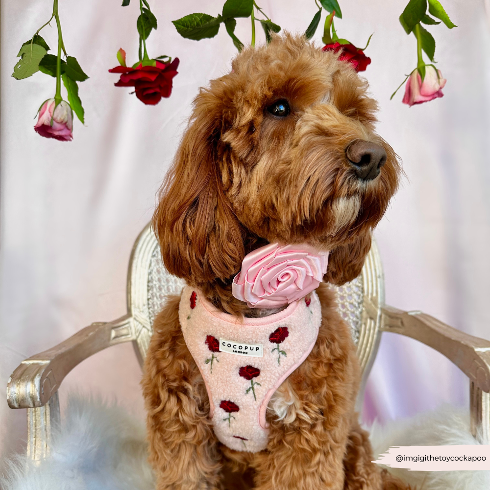 Embroidered Roses Teddy Adjustable Neck Harness, Lead & Collar Bundle