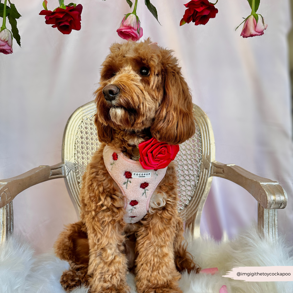 Embroidered Roses Teddy Adjustable Neck Harness, Lead & Collar Bundle