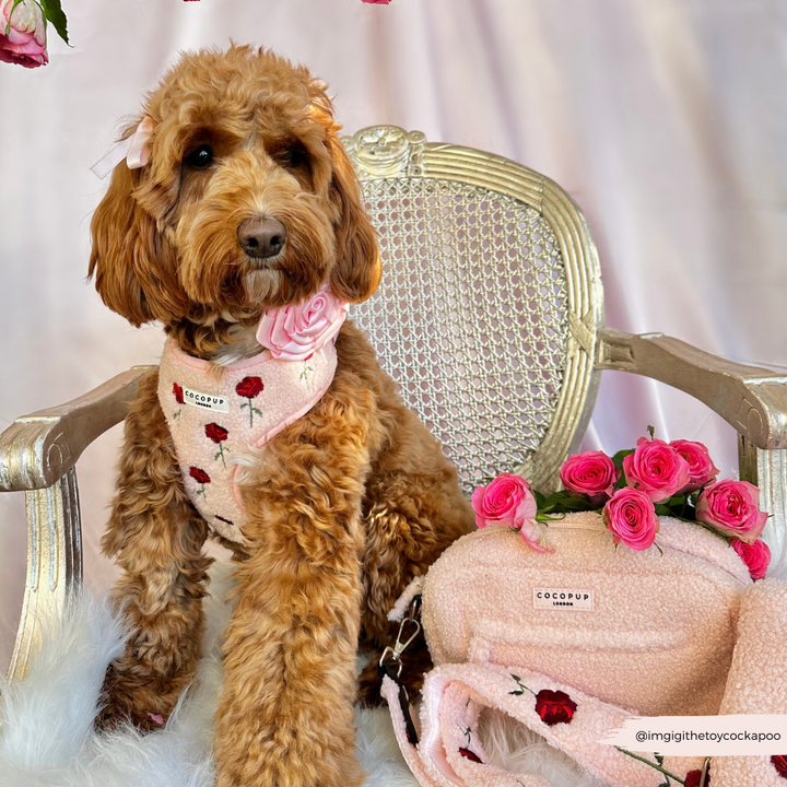 Embroidered Roses Teddy Adjustable Neck Harness, Lead & Collar Bundle