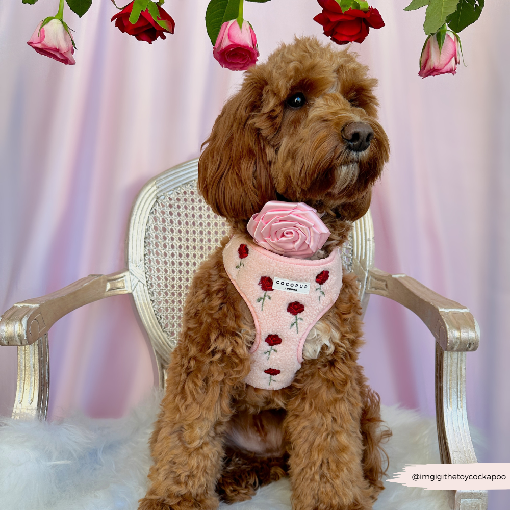 Embroidered Roses Teddy Adjustable Neck Harness, Lead & Collar Bundle