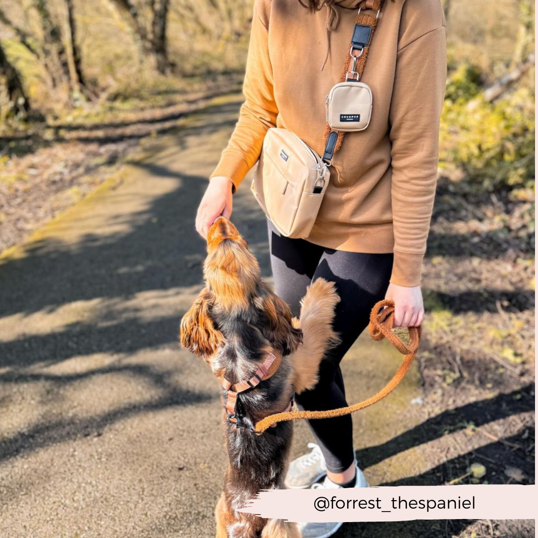 A person wearing a brown sweater and black leggings is holding a treat while a brown and black dog, sporting the Teddy Paddington Adjustable Neck Harness from the Cocopup London Bundle Set, stands on its hind legs, reaching for it. They are outdoors on a sunlit path surrounded by trees. The text "@forrest_thespaniel" is written in the bottom right corner.