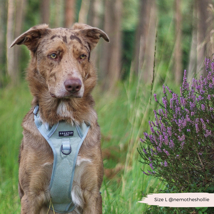 Explore Harness - Sage Tweed