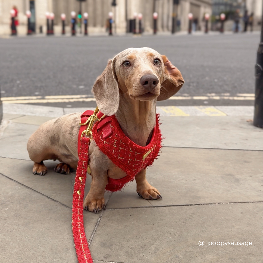 Red Textured Tweed Adjustable Neck Harness, Lead & Collar Bundle