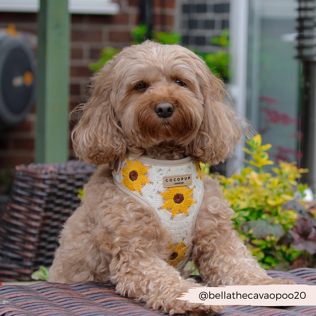 Sunflower Patch Adjustable Neck Harness, Lead & Collar Bundle