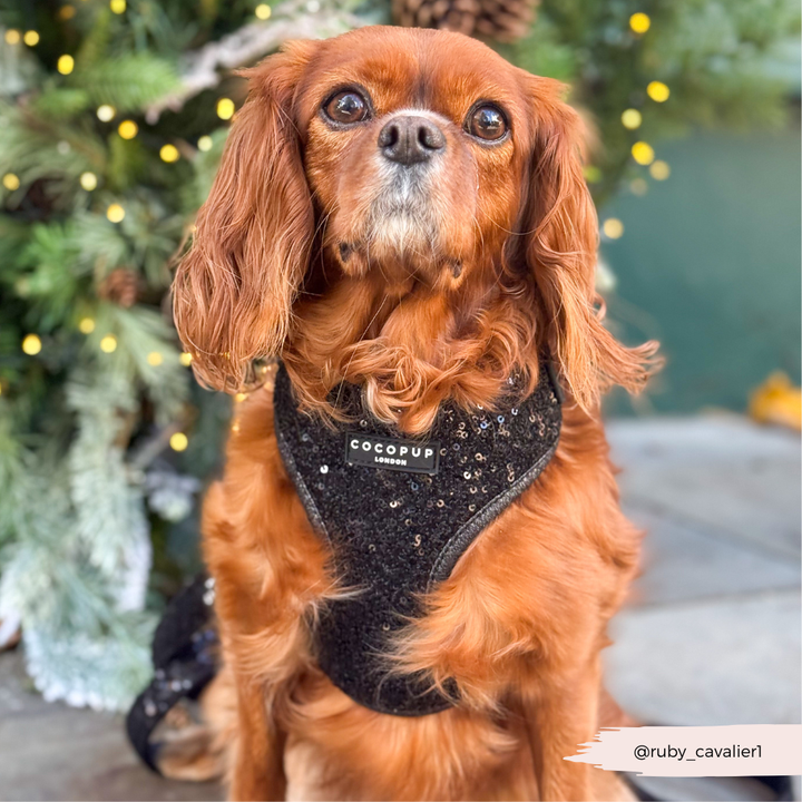 Limited Edition Sparkle Season Black Adjustable Neck HARNESS