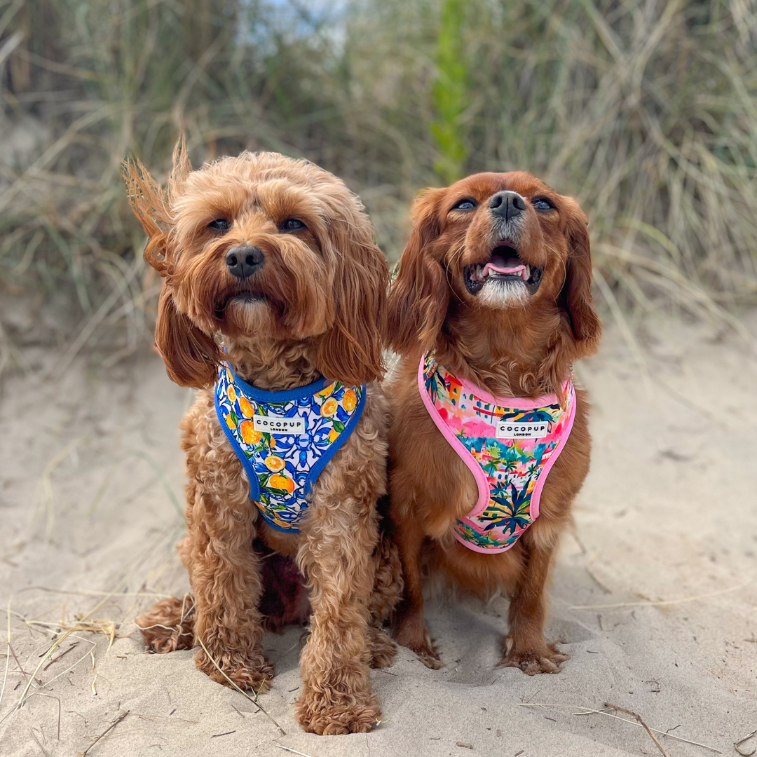 Two small brown dogs sit on sandy ground, wearing colorful Cocopup London's Portofino Pup Adjustable Neck Harnesses from the Lead & Collar Bundle. One dog has a curly coat with a blue floral design, while the other sports a pink harness featuring tropical patterns. They are outdoors with tall reeds in the background, each looking ready for an adventure with their adjustable pet harness.